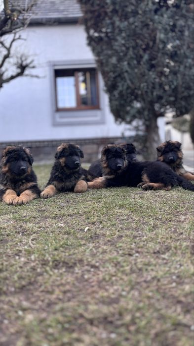 Owczarek niemicki długowlosy