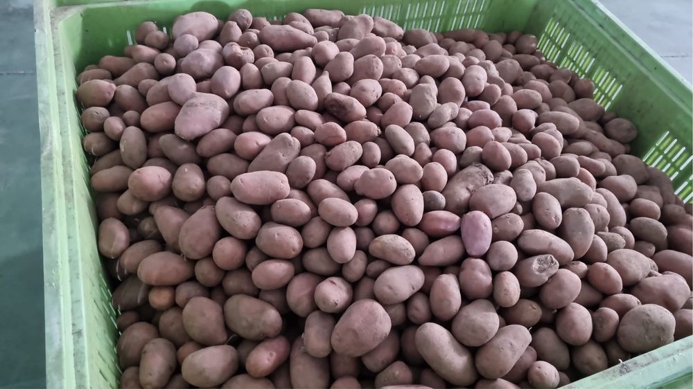 Batatas para animais