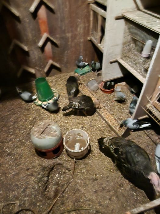 Ovos de perua para chocar