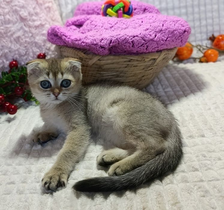 Золотая Шиншилла,ny25  милая девочка вислоушка