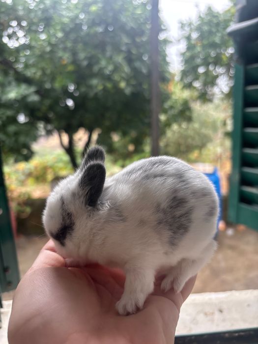 Coelho bebé dócil muito lindo