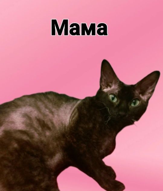 Бронь котята донскова сфинкса родились 10.03