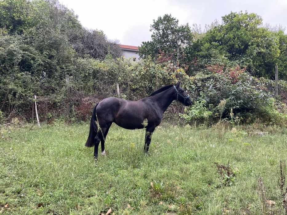 Egua lusitana preta 5 anos montada gestante