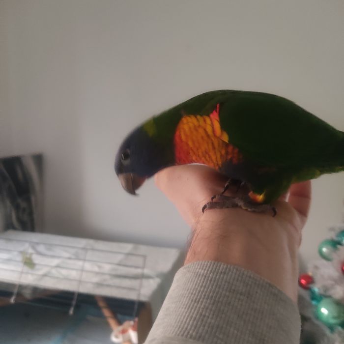 LORIS MOLUCANOS domesticado