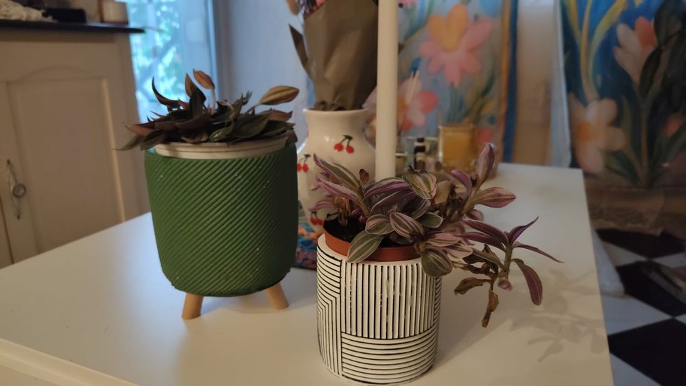 Plantas à venda, Diferentes tipos com recipiente de plástico