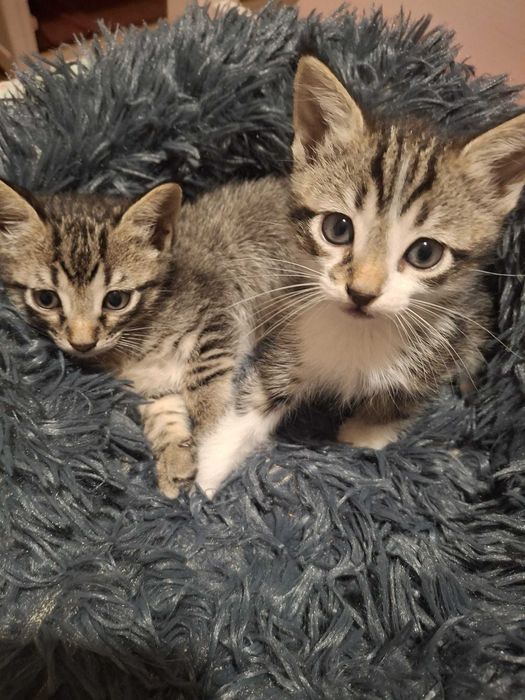 Gatinhos (M) para adoção responsável