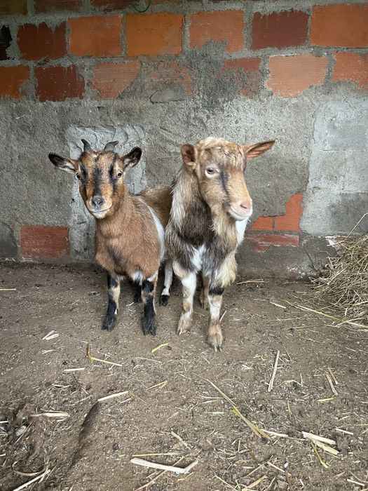 Casal de cabras anas