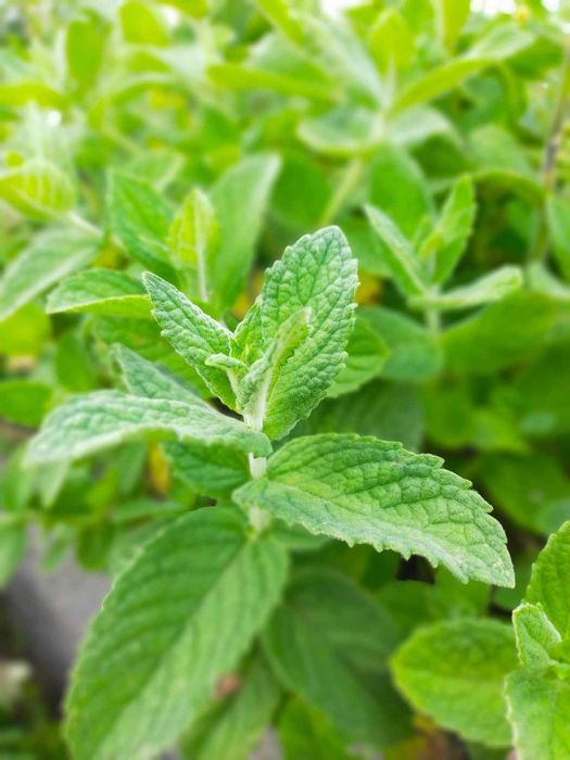 Mięta suszona listki