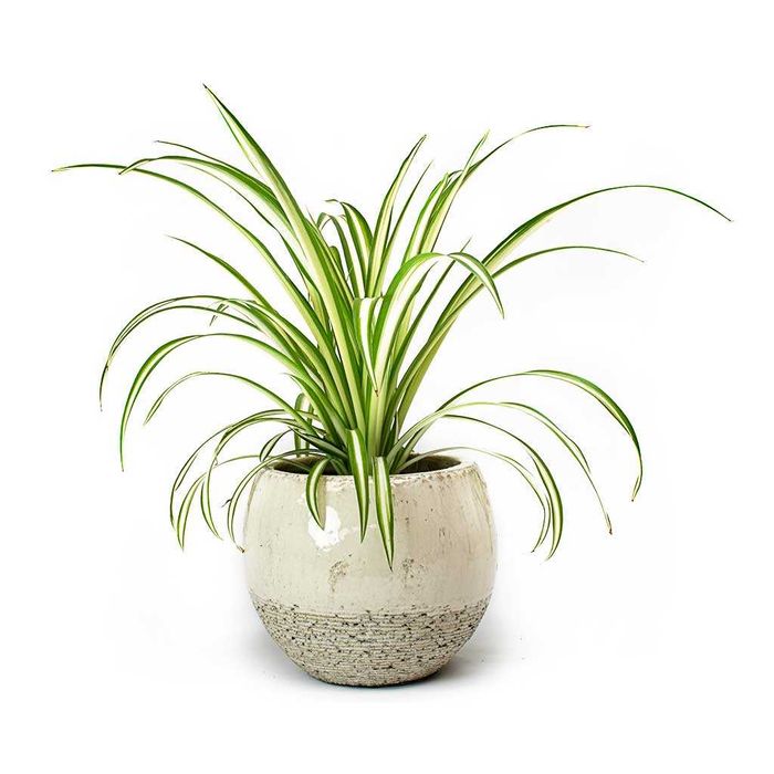 Pés Mudas Kalanchoe Aranto Planta Suculenta Medicinal