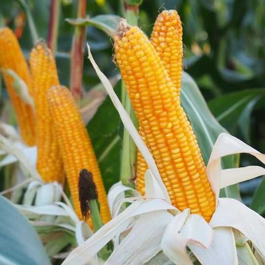 Kukurydza Exxposition Promocja 10+1