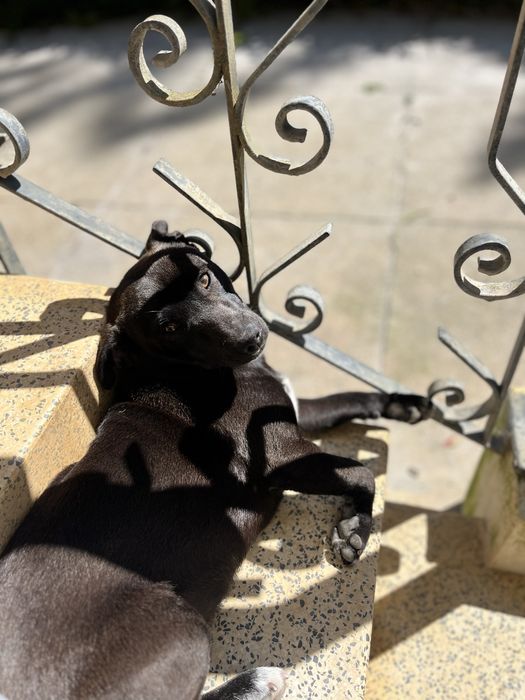 Cãozinho para adoção