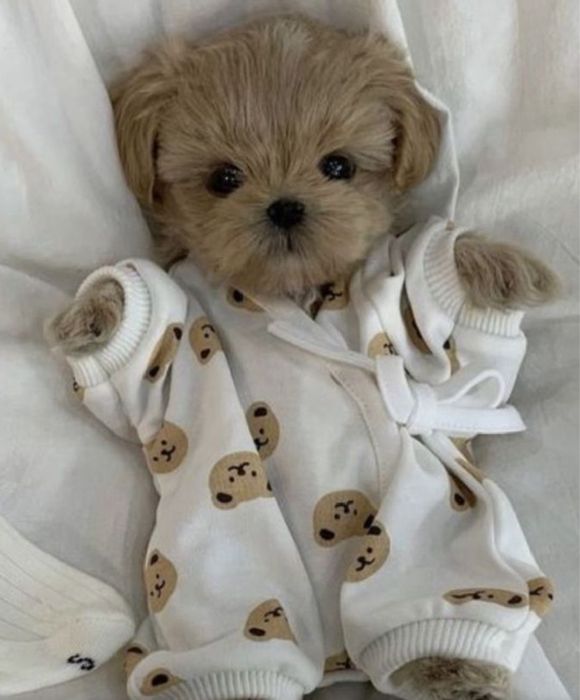 Мальтипу супер міні з чіпом