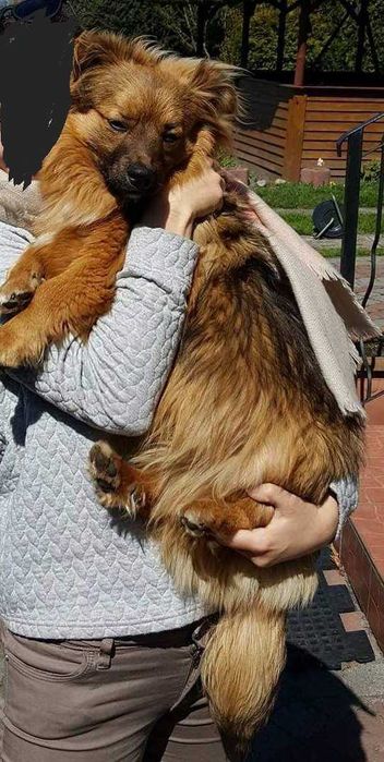 Zaginąl pies w miejscowości Tujsk