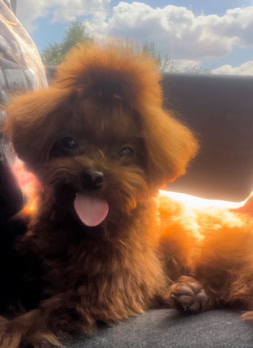 Той пудель ‼️Китай‼️