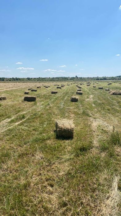 Продам свіже лугове сіно врожаю 2026. Сіно лугове