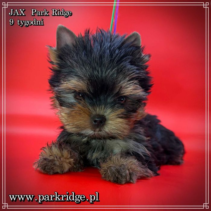 york piesek mini ok.1,5 kg rodowód ZKwP FCI chip badania DNA