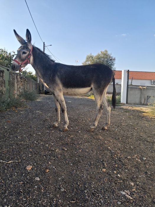 Parelha de Burro mirandes e burra