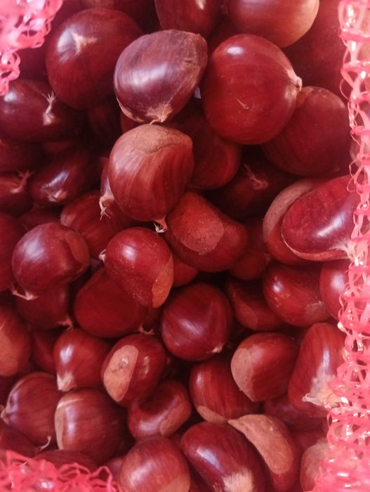 Vendo castanha Martainha de Sernancelhe em Lisboa