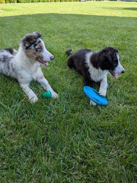 Piesek Border Collie