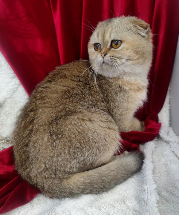 Золотий котик шиншила висловушка 6 міс