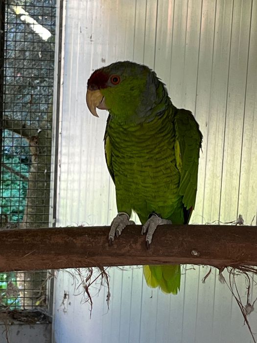 Papagaio Aestiva Finschi