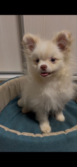 Два хлопчика від різних мамочек.