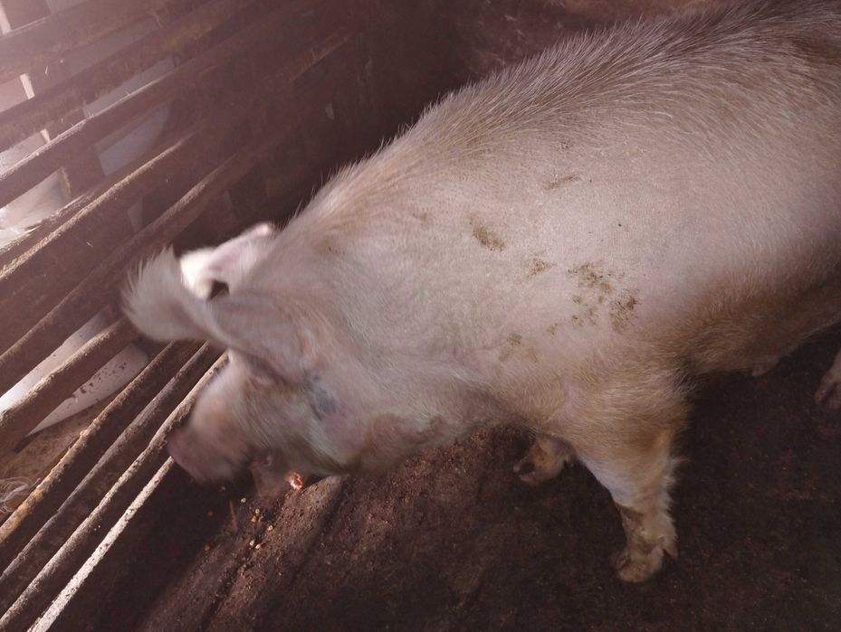 Кабан поверх 250 кг