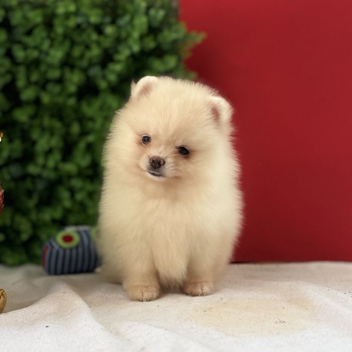 лялькова дівчинка шоу классу