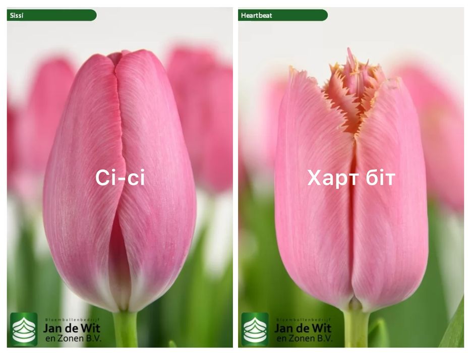 Цибулини голандських тюльпанів