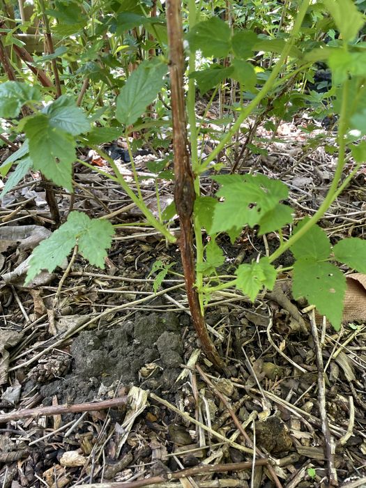 Sadzonka maliny czerwonej kopana z gruntu