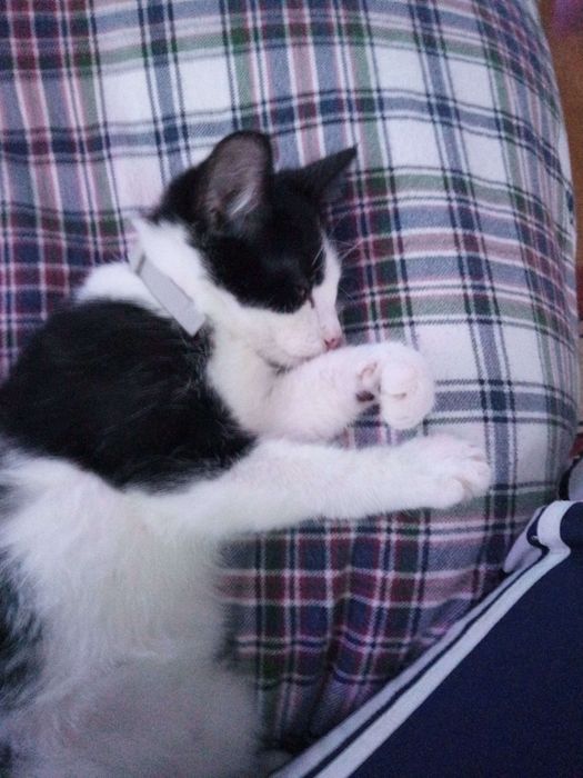 Zwierzęta ,koty do oddania