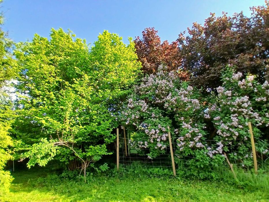 Ogródek działkowy