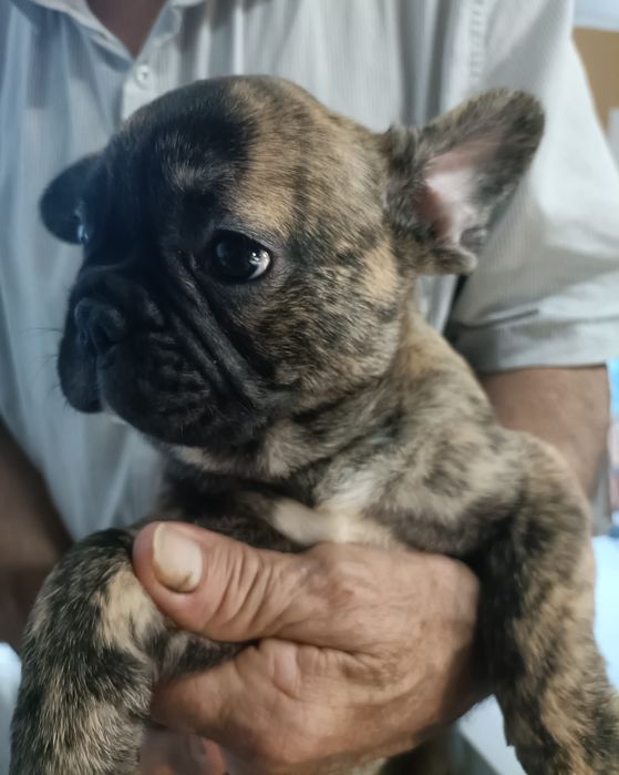 Bulldog macho lindo lindo