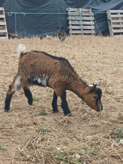 Cabrito micro anão