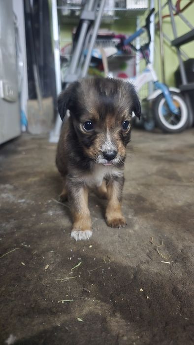 Oddam pieska sam pije