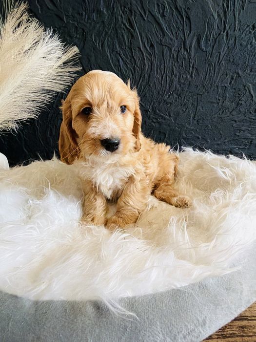 Cockapoo- cocker spaniel - pudel