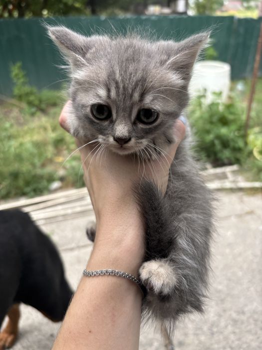 Віддам кошенят маленьких