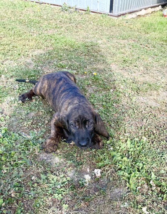 Posokowiec Szczeniak