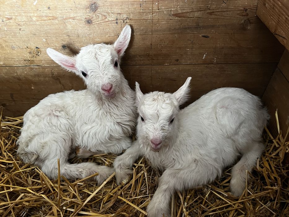 Продаємо козеняток в добрі руки