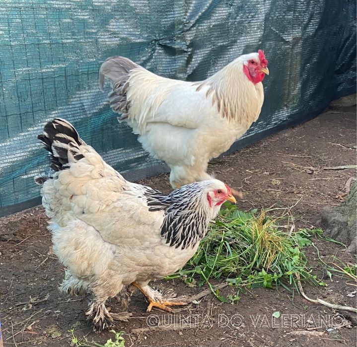 Ovos Férteis para Incubação de várias raças puras