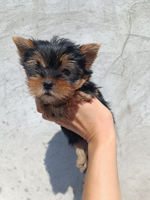 Радость в Вашу семью