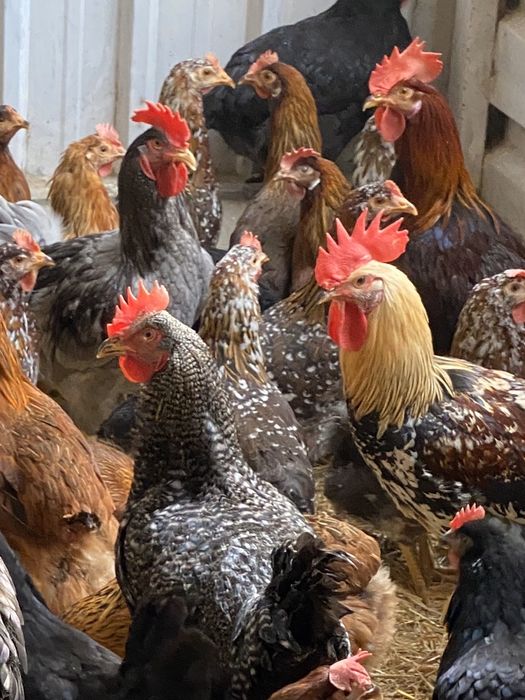 Galinhas para produção de ovos.