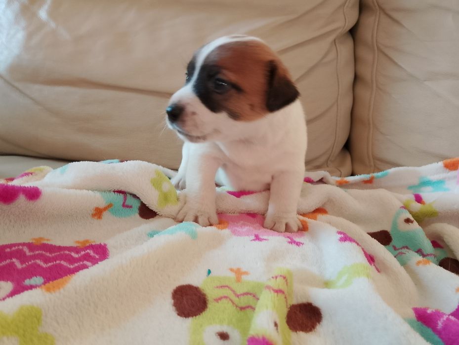 Jack Russell terrier