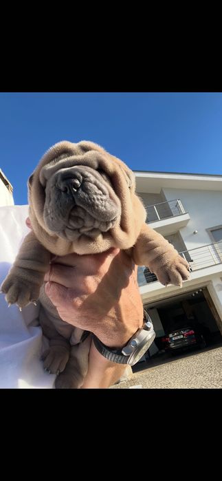 Sharpei creme Lindo!Top