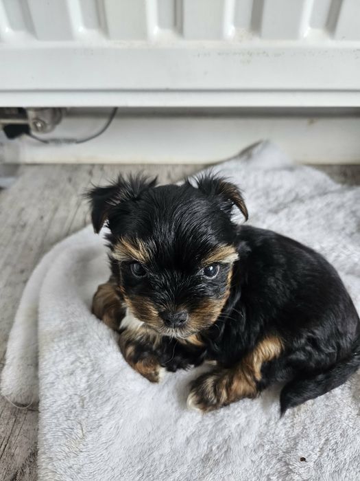 Yorkschire terrier