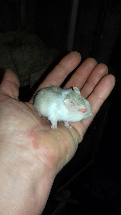 Карликовые джунгарские хомячки