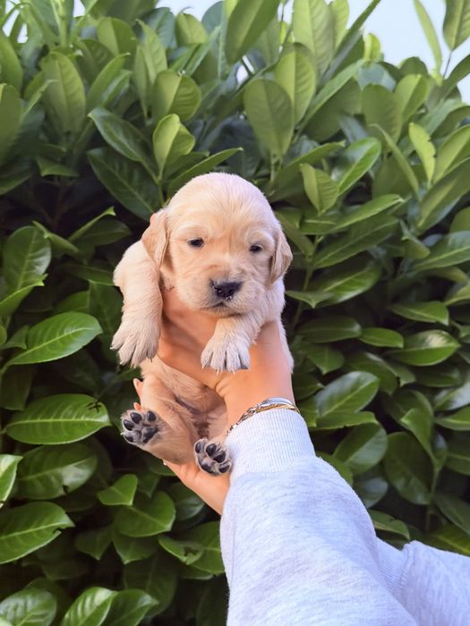 Golden Retriever