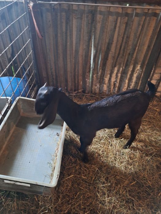 Cabras anglonubianas