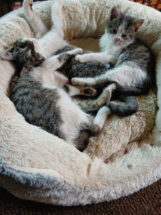 Trzy kocurki 3 miesięczne szukają domku