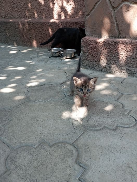 Отдам котят в добрые руки